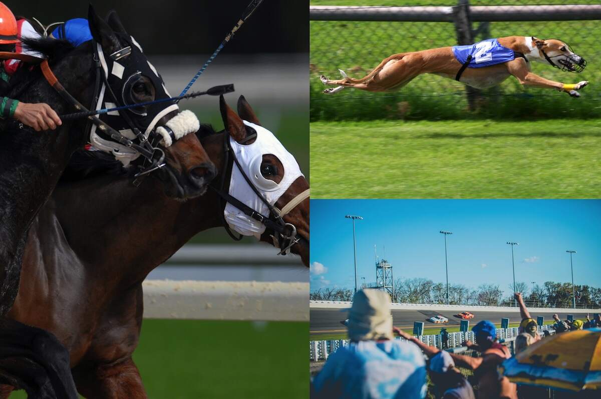 Pari Mutuel Betting Problem Gambling