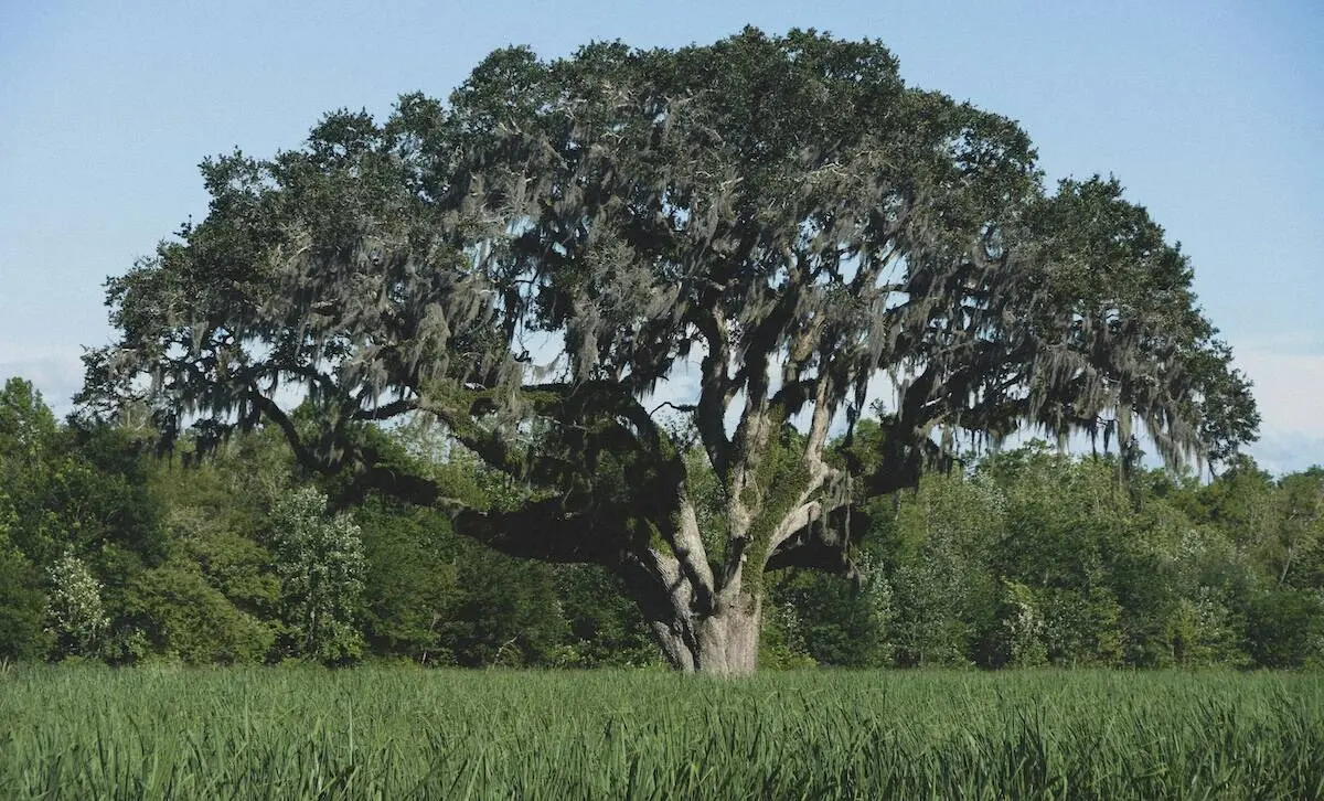 Pornography Addiction Treatment Therapy Louisiana